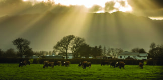 For the Love of the Country