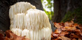 Nutrition and Nature