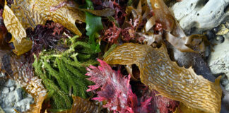 Sourcing Essential Nutrients from the Sea