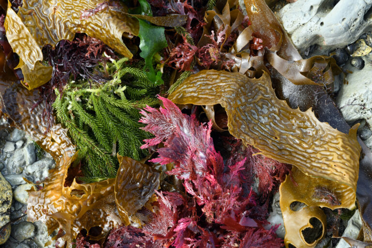 Sourcing Essential Nutrients from the Sea