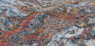 A Book that Celebrates our Beautiful Biodiversity