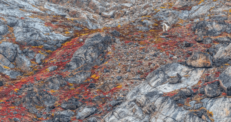 A Book that Celebrates our Beautiful Biodiversity