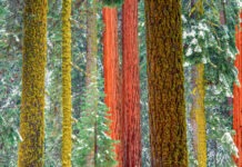 Capturing the Majesty of Trees: A Photography Tutorial Inspired by Art Wolfe’s Techniques