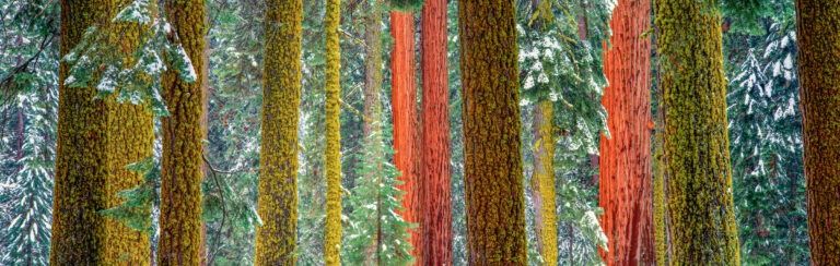 Capturing the Majesty of Trees: A Photography Tutorial Inspired by Art Wolfe’s Techniques