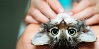 The Science of Relaxation: Unveiling the Calming Power of Cats