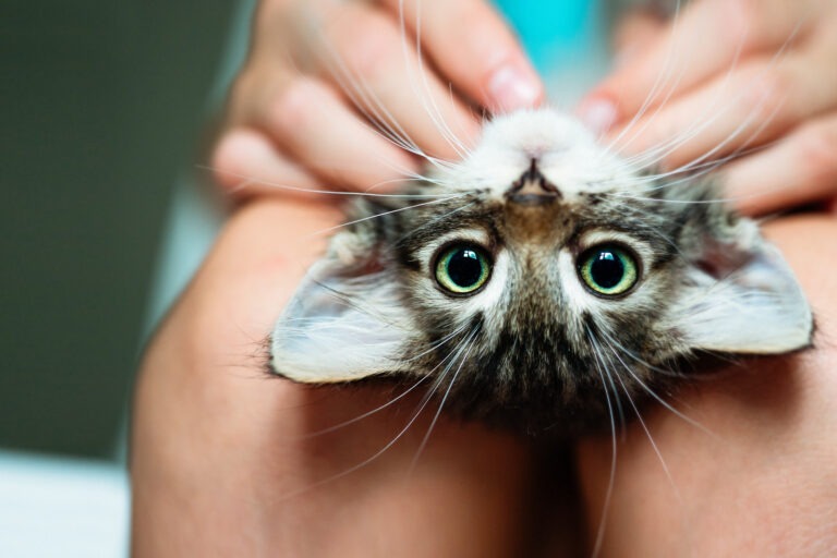 The Science of Relaxation: Unveiling the Calming Power of Cats