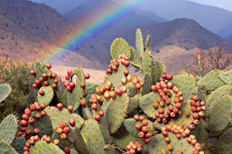 Medicinal Foods of Mexico: The Nopal Cactus
