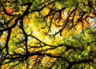 The Whispering Forest: How Trees Communicate and the Future of AI-Driven Tree Talk
