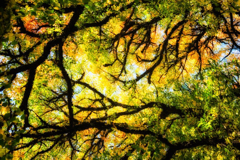 The Whispering Forest: How Trees Communicate and the Future of AI-Driven Tree Talk