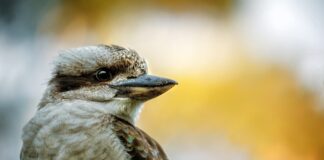 Australian Wildlife: A Symphony of Adaptation in the Face of Climate Change