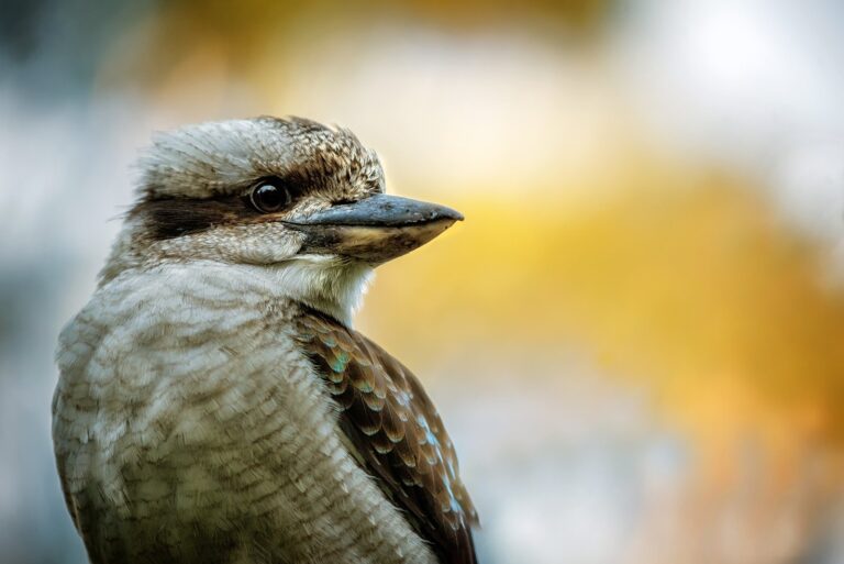 Australian Wildlife: A Symphony of Adaptation in the Face of Climate Change