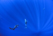 The Power of Elegant Strategy in Conservation Storytelling