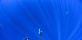 The Power of Elegant Strategy in Conservation Storytelling