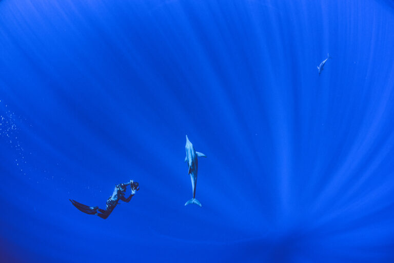 The Power of Elegant Strategy in Conservation Storytelling