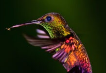 BEJournal Vol 50: See Nature Differently