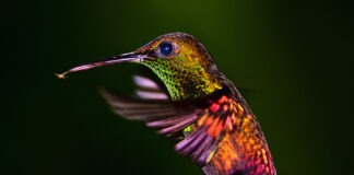 BEJournal Vol 50: See Nature Differently