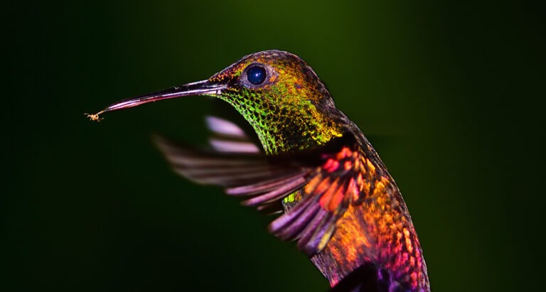 BEJournal Vol 50: See Nature Differently