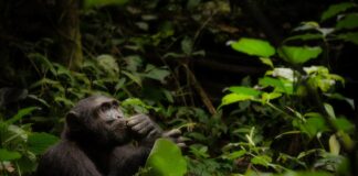 True Passion Isn’t Passive