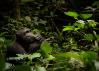 True Passion Isn’t Passive