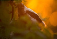 Shifting Perspectives: How Science and Art Reveal the Hidden Changes in Nature