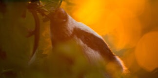 Shifting Perspectives: How Science and Art Reveal the Hidden Changes in Nature