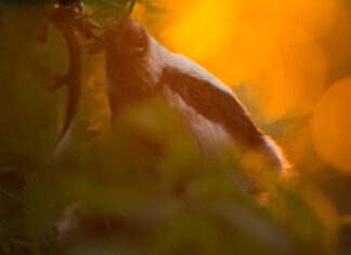 Shifting Perspectives: How Science and Art Reveal the Hidden Changes in Nature