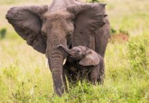 Through the Lens: Telling the Complex Story of Elephants and Coexistence in Africa