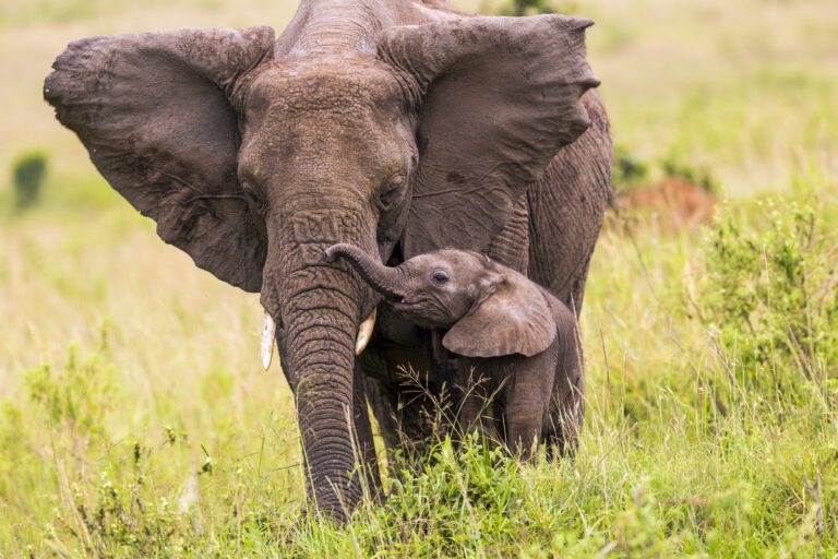 Through the Lens: Telling the Complex Story of Elephants and Coexistence in Africa