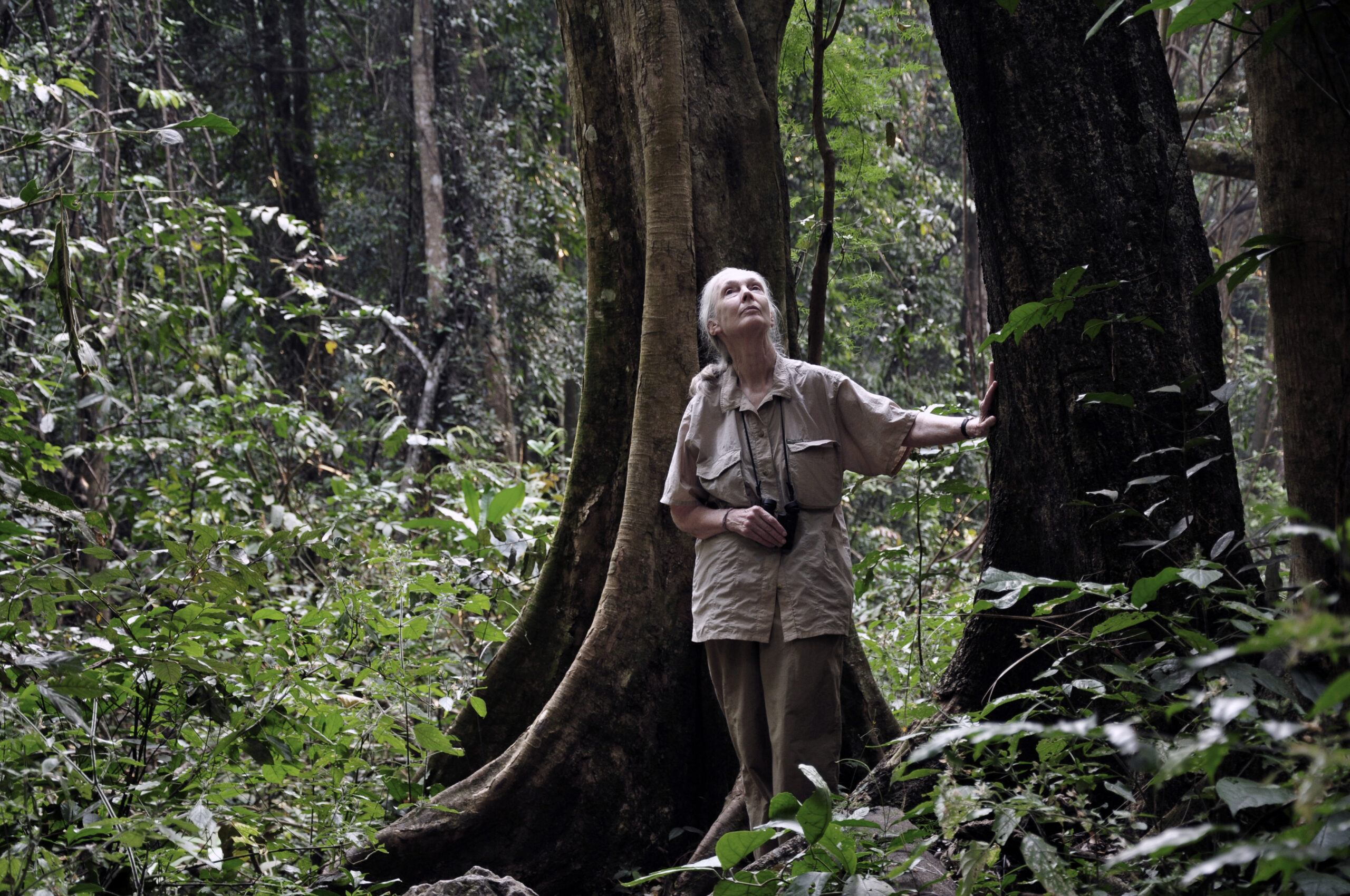 Jane Goodall standing beside trees. © Jane Goodall Institute