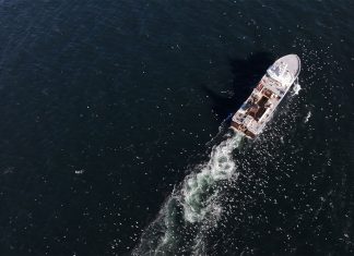 Industrial Trawlers Devastate 90,000 km² of B.C. Coastline: Pacific Wild Investigation Reveals Ecological Crisis