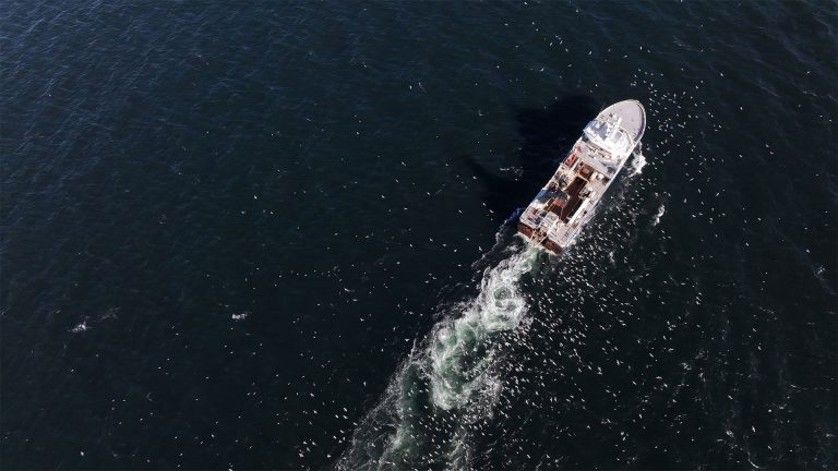 Industrial Trawlers Devastate 90,000 km² of B.C. Coastline: Pacific Wild Investigation Reveals Ecological Crisis